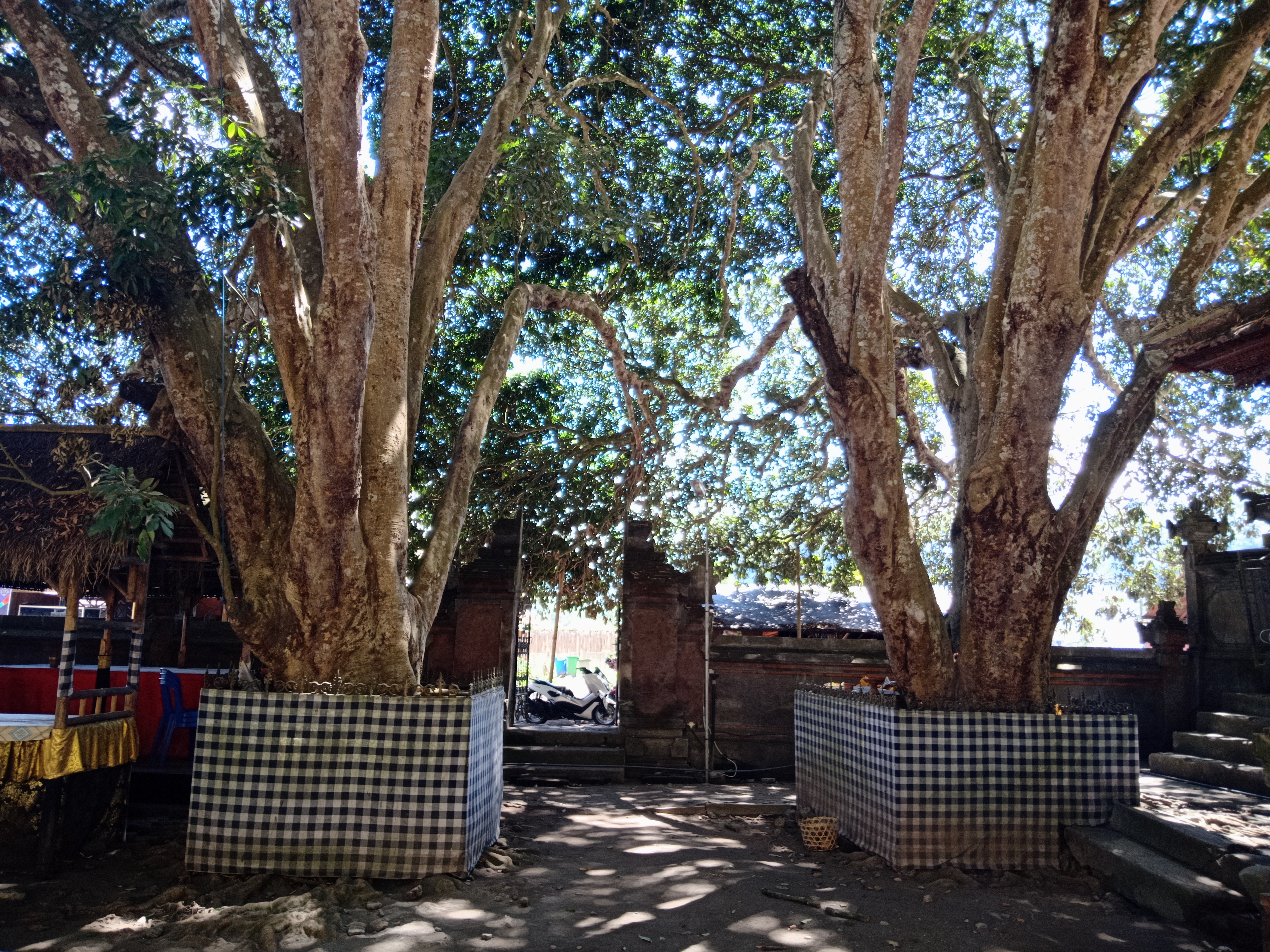 Two large sacred Banyan trees wrapped in black and white Poleng cloth at the entrance of Goa Lawah Temple, Bali.