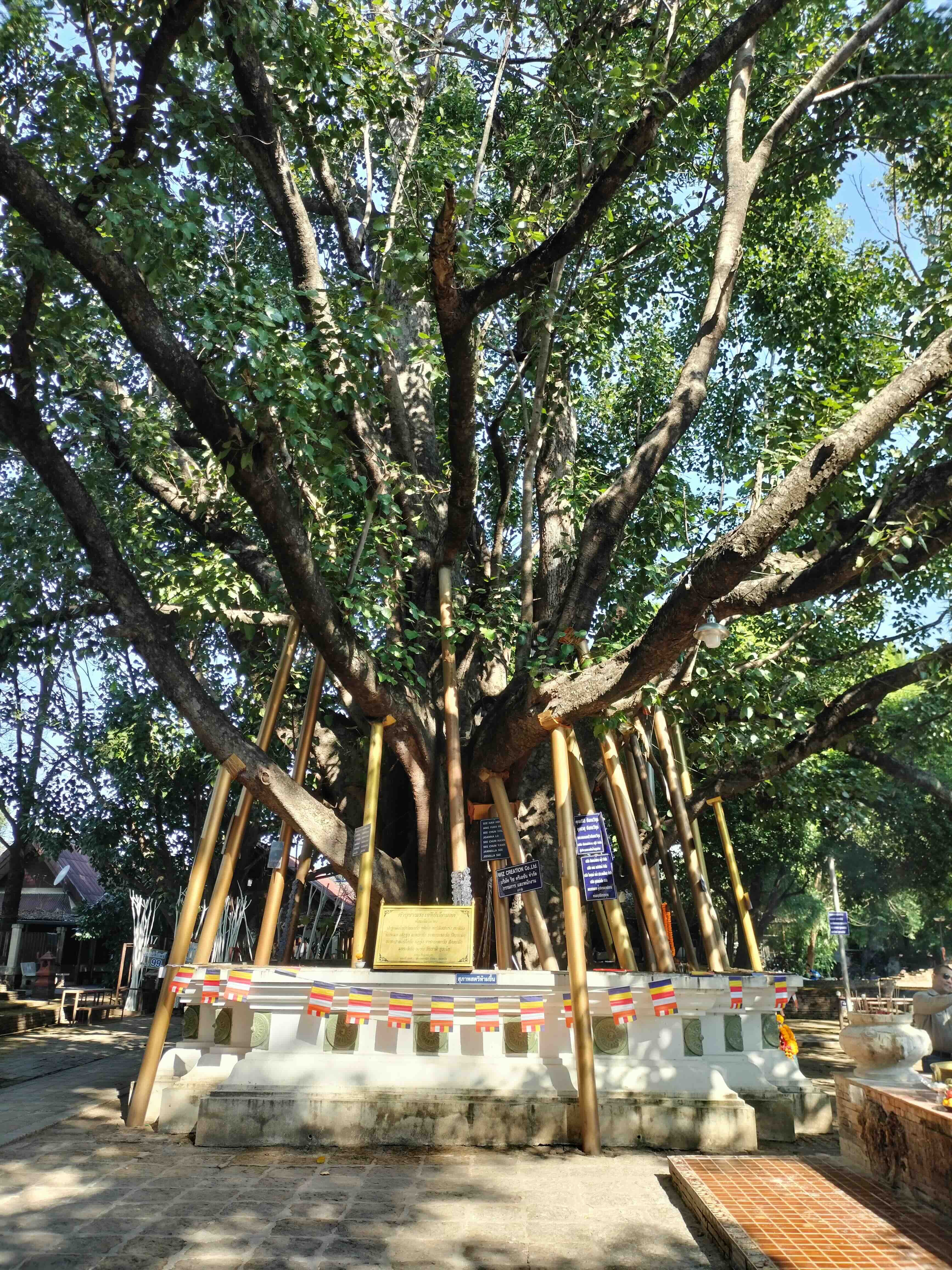 A wide-angle photograph showing the massive, sprawling sacred tree at Wat Chet Yot temple in Chiang Mai, Thailand, completely devoid of people. Numerous golden-painted posts act as supports for the tree's heavy, lower branches, creating a conical structure around the base. A white pedestal adorned with colorful Buddhist flags surrounds the thick, textured trunk. The ground is paved with bricks, and other temple buildings and lush vegetation are visible in the background under a bright sunlit sky.