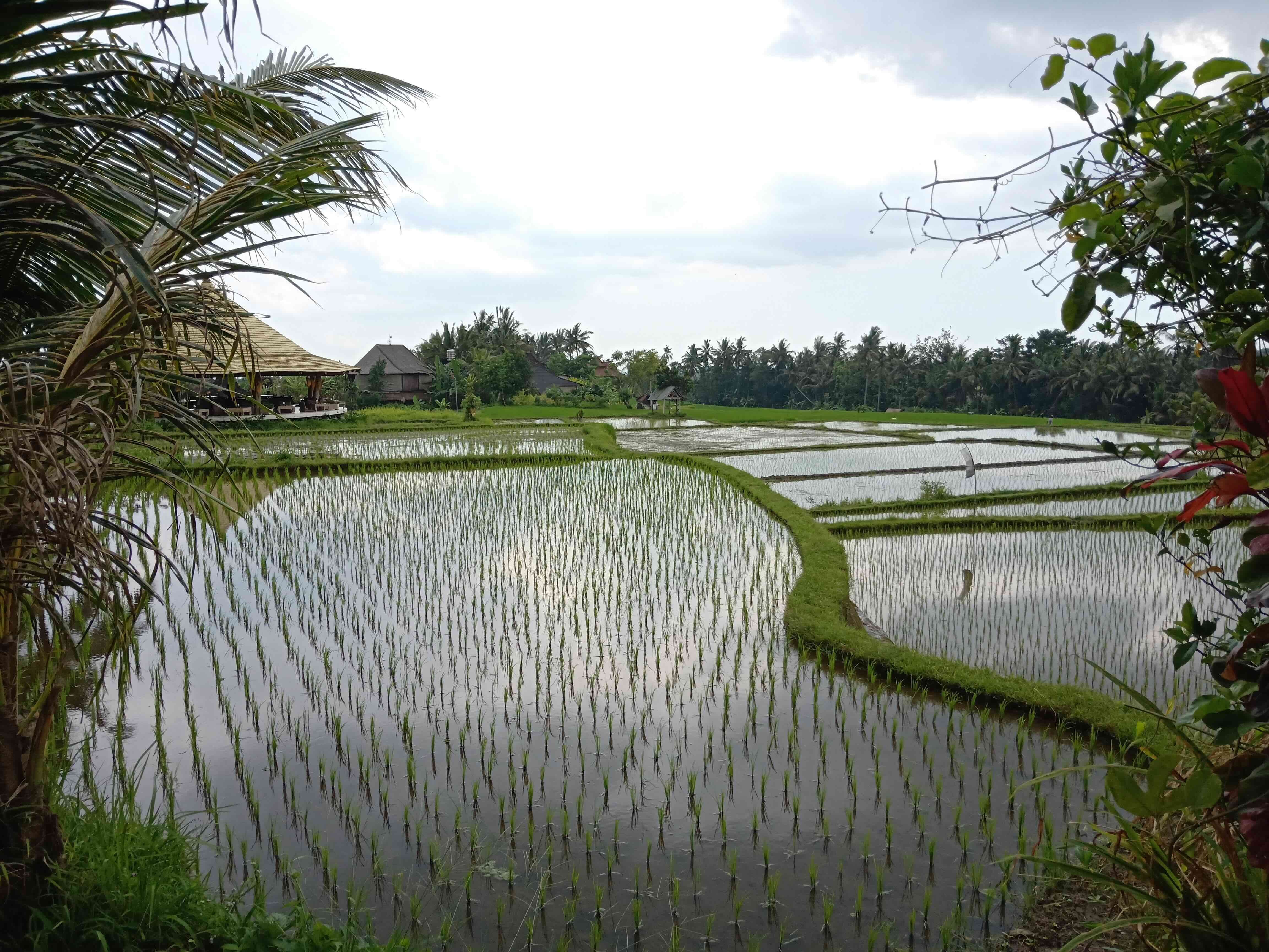 Lush green rice paddies filled with water and palm trees in the Sebali area of Ubud, Bali.