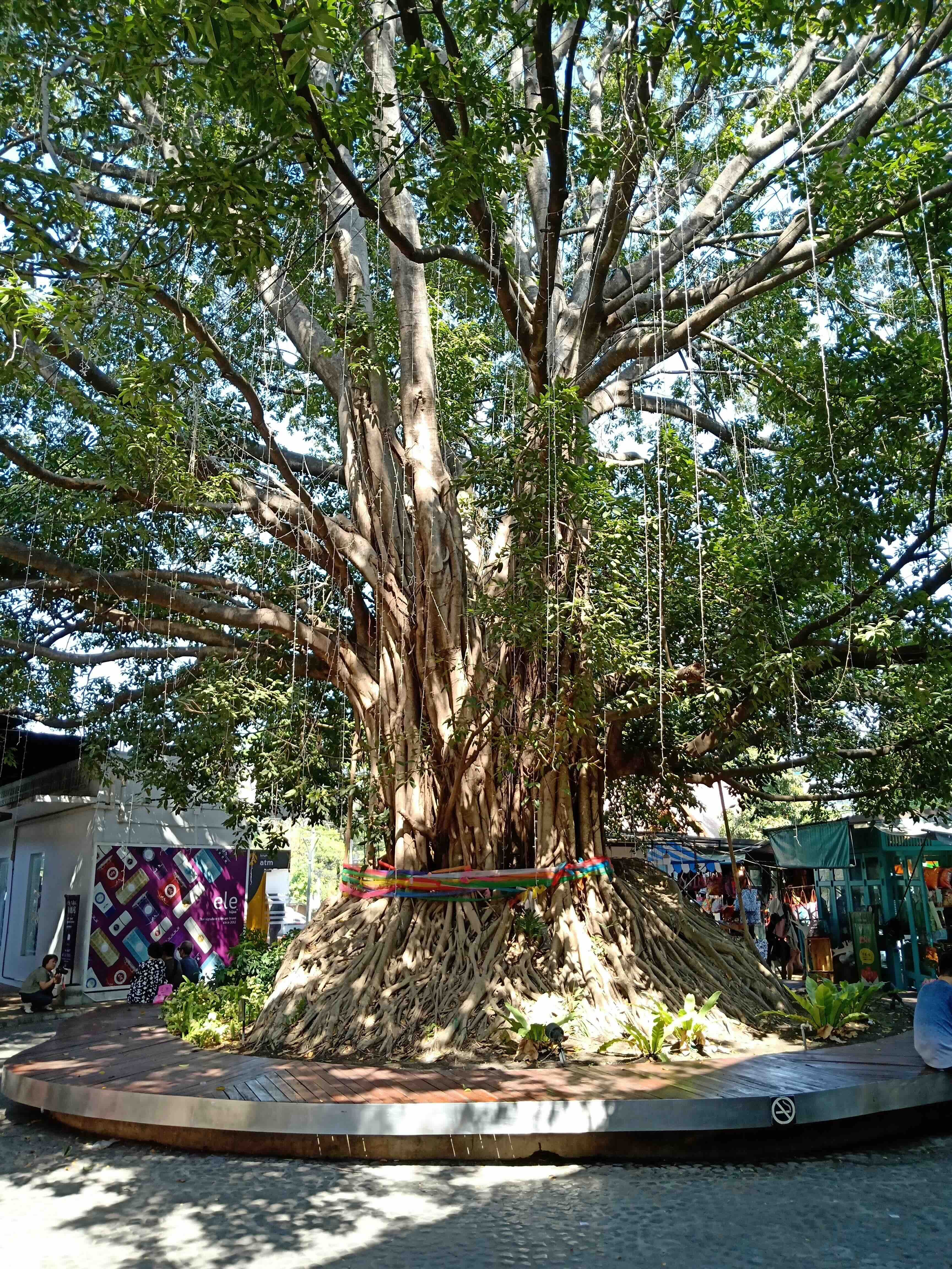 Expansive sacred Bodhi tree with heavy branches supported by metal poles within the courtyard of Wat Si Koet temple in Chiang Mai, Thailand.