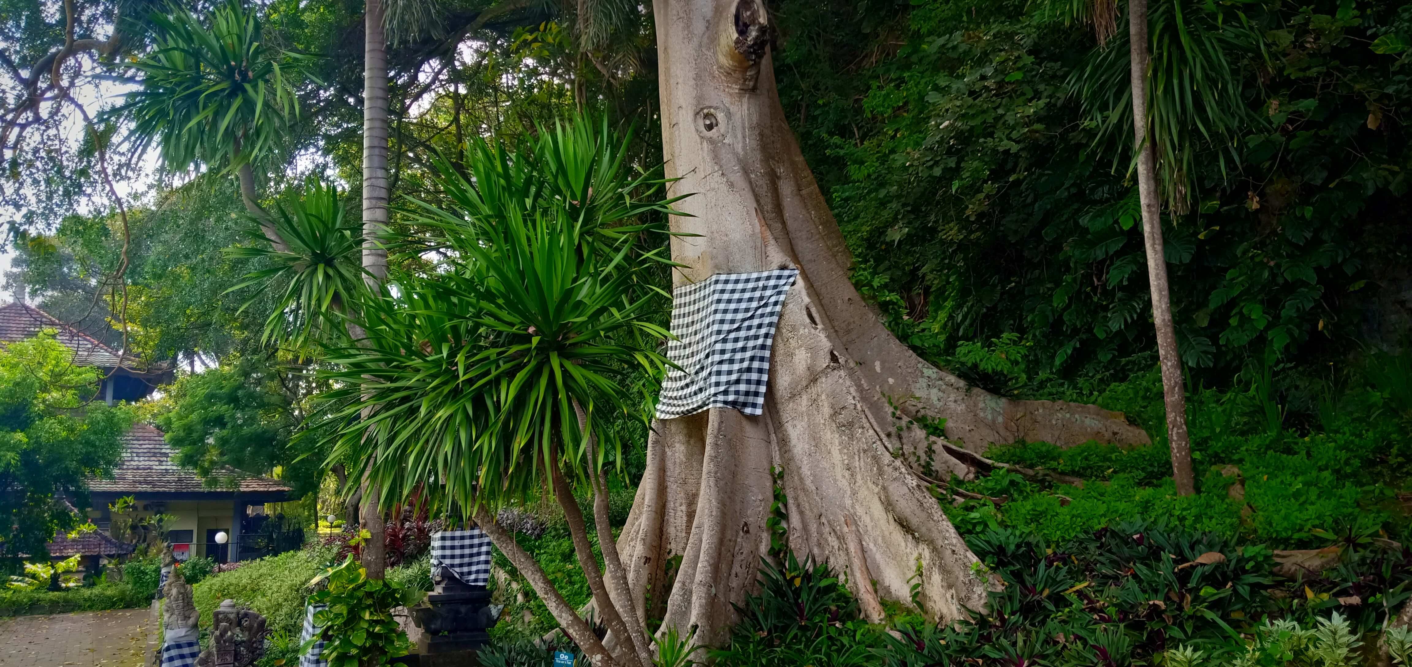 A large sacred tree in Bali wrapped in traditional black and white checkered Saput Poleng cloth, standing in a lush tropical garden near a Balinese temple.