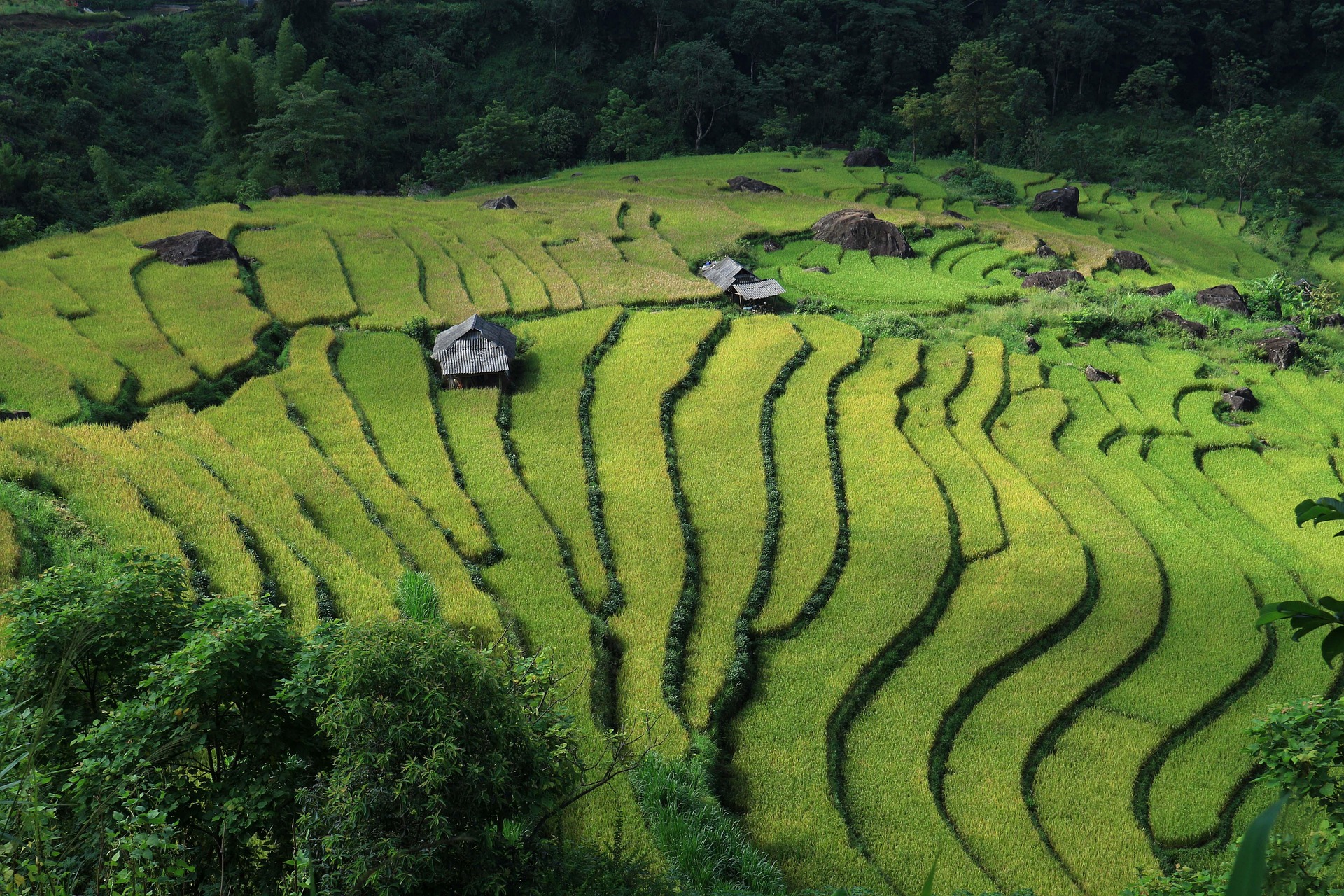Lush green and yellow rice terraces cascade down a steep hillside, dotted with small wooden huts and large dark rocks, surrounded by dense green forest at the edges.
