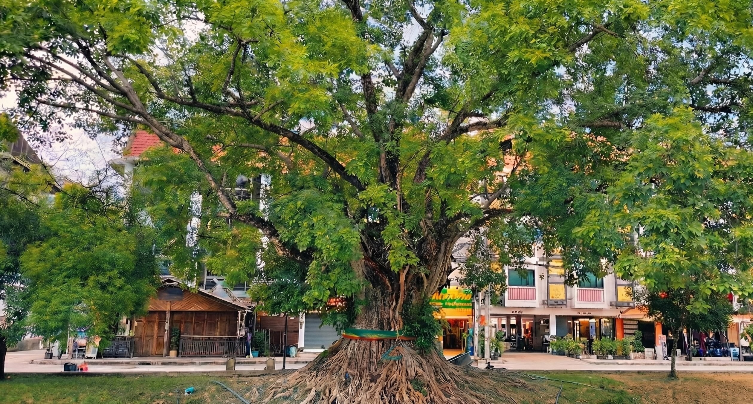 Large, spreading tree with a massive exposed root system wrapped in colorful sash cloths, located near the historic Chiang Mai Gate and city moat.