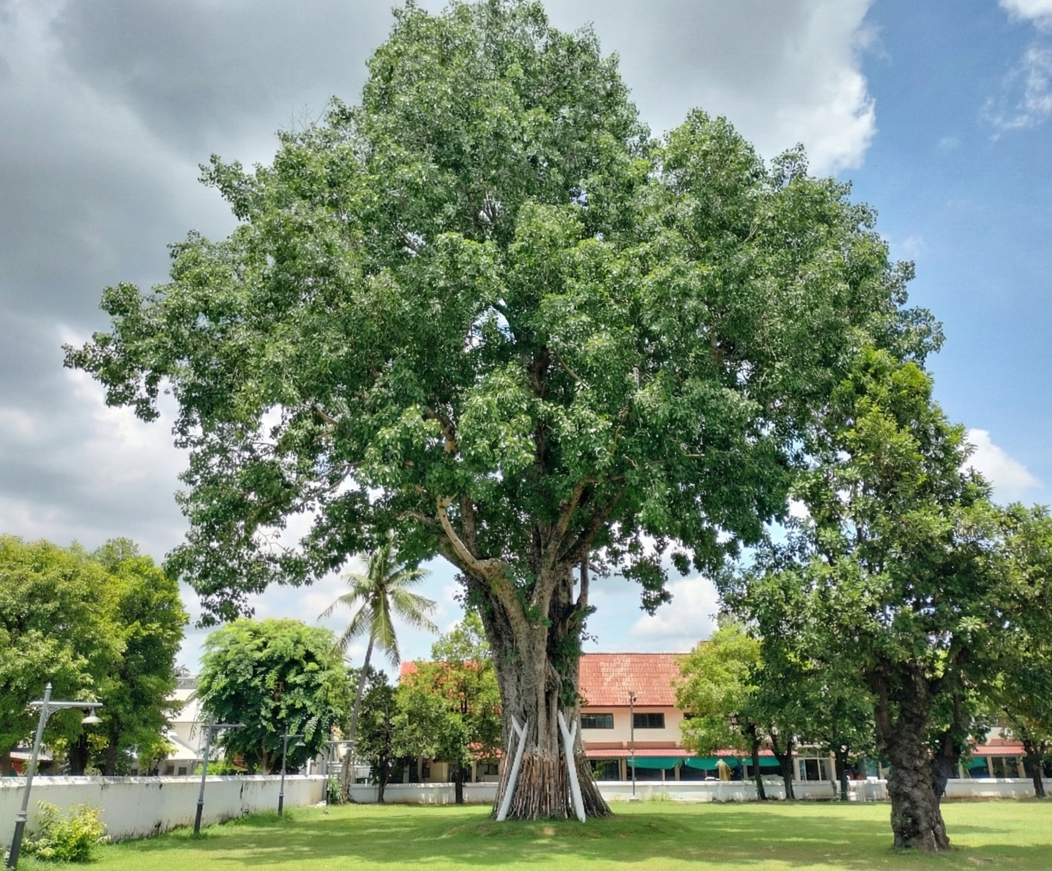 Large sacred Bodhi tree (Ficus religiosa) supported by white ceremonial pillars on the grounds of Wat Suan Dok temple in Chiang Mai, Thailand.
