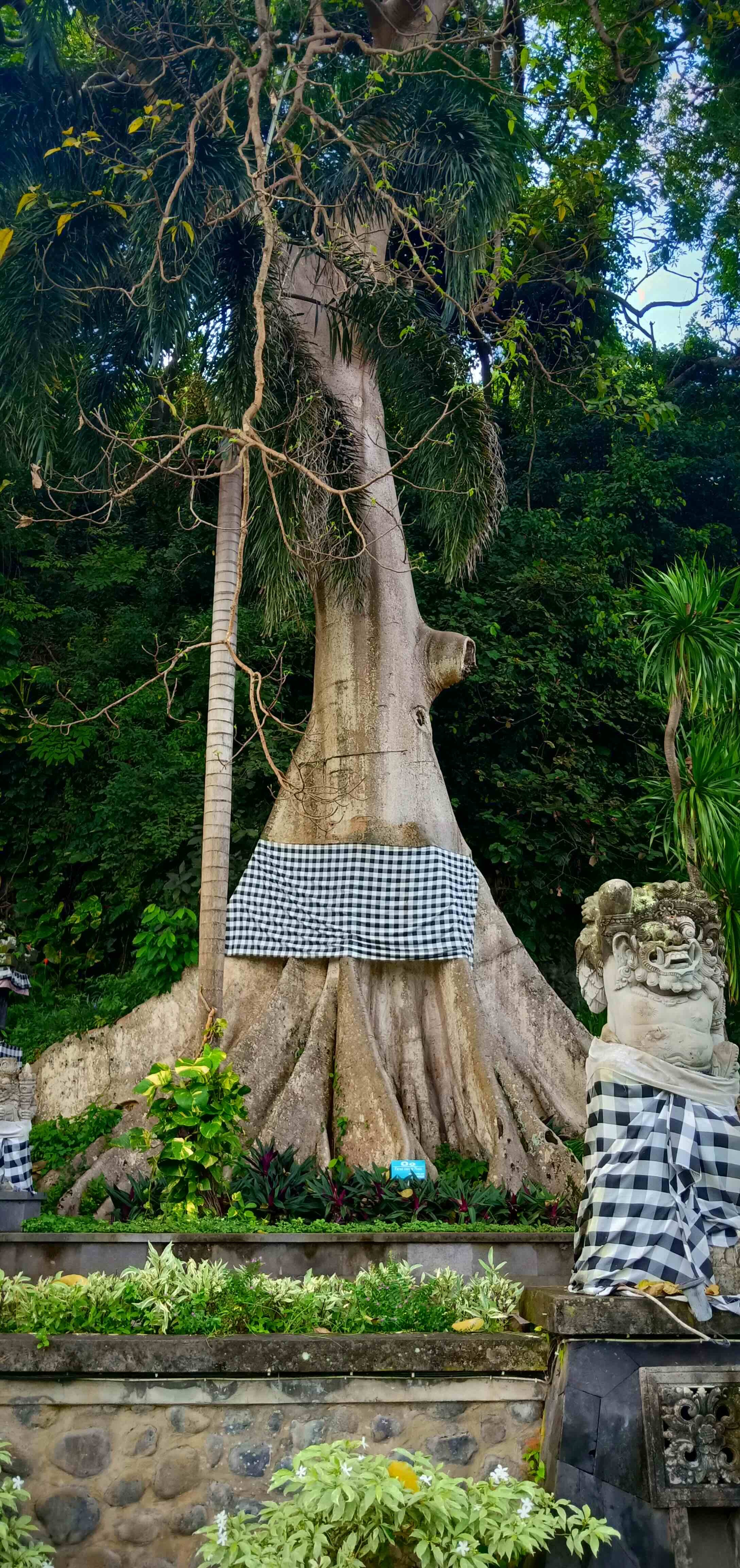 Massive trunk of a sacred tree wrapped in Poleng cloth standing next to a Balinese stone guardian statue.