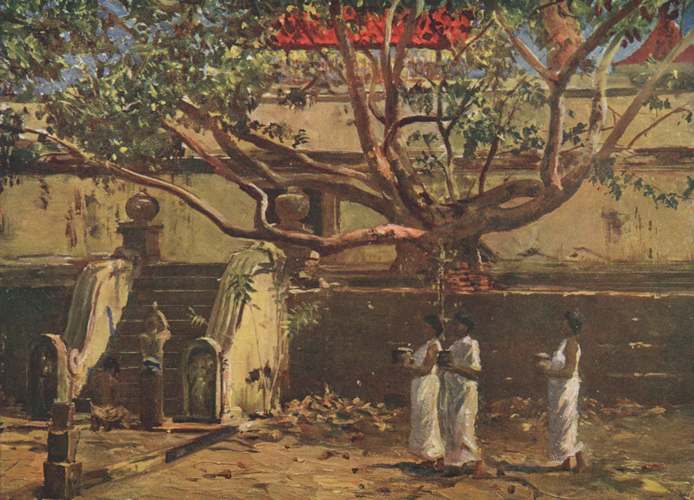 A Sacred Bo-tree" by Allan Stewart, Sri Lanka 1913. Old antique print picture depicting devotees in white robes walking beneath the sprawling branches of a large Bodhi tree near ancient stone temple steps