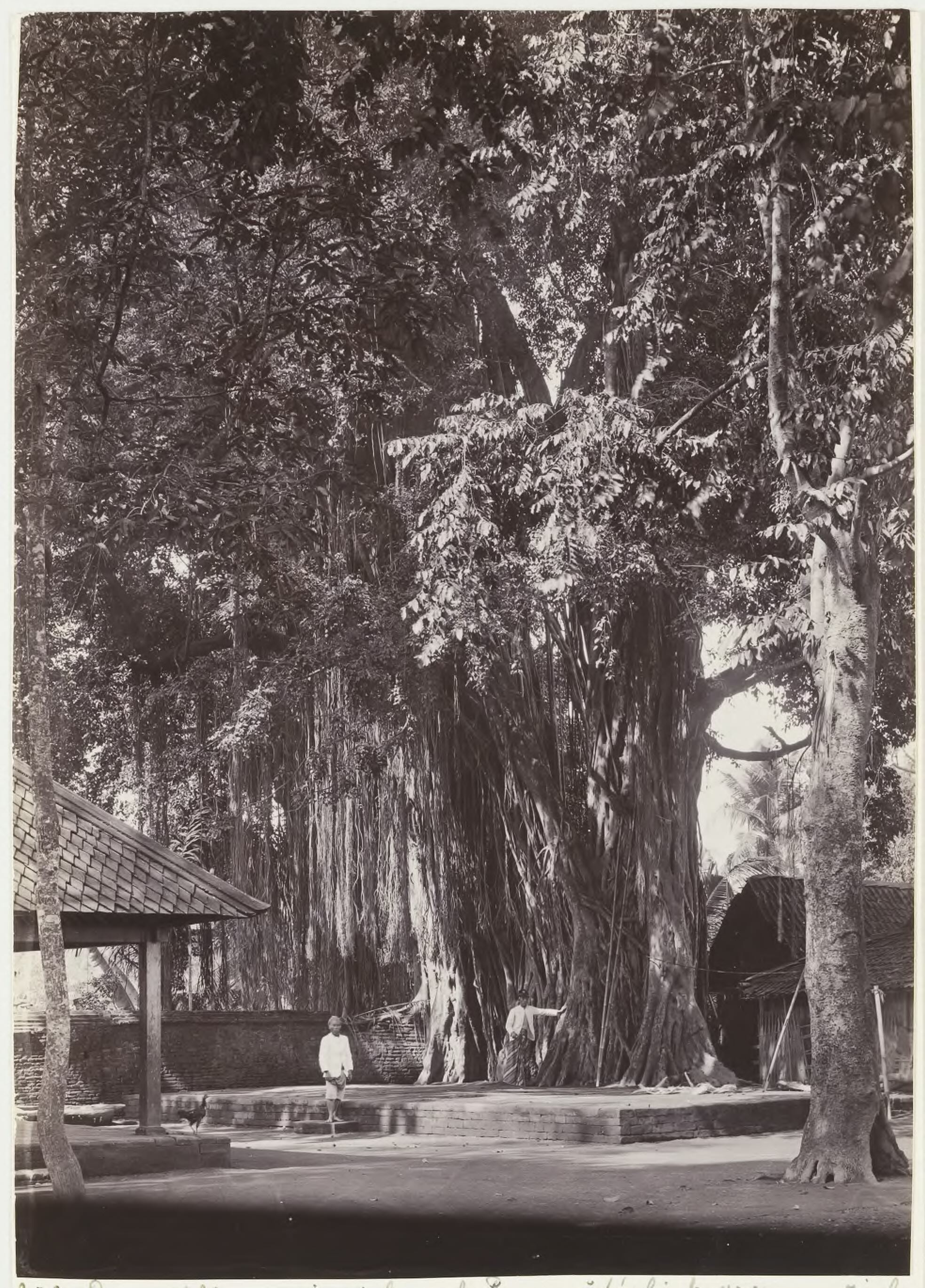 A historical 1896 black-and-white photograph of a massive Banyan tree (Waringin) located at Pasar Gede, Yogyakarta, Indonesia. The image highlights the intricate network of aerial roots and the vast canopy of this sacred landmark. Part of the KITLV collection at Leiden University Libraries. Keywords: Waringin tree, Banyan tree Indonesia, Pasar Gede Yogyakarta, historical photography 1896, Leiden University Digital Collections, KITLV archive.
