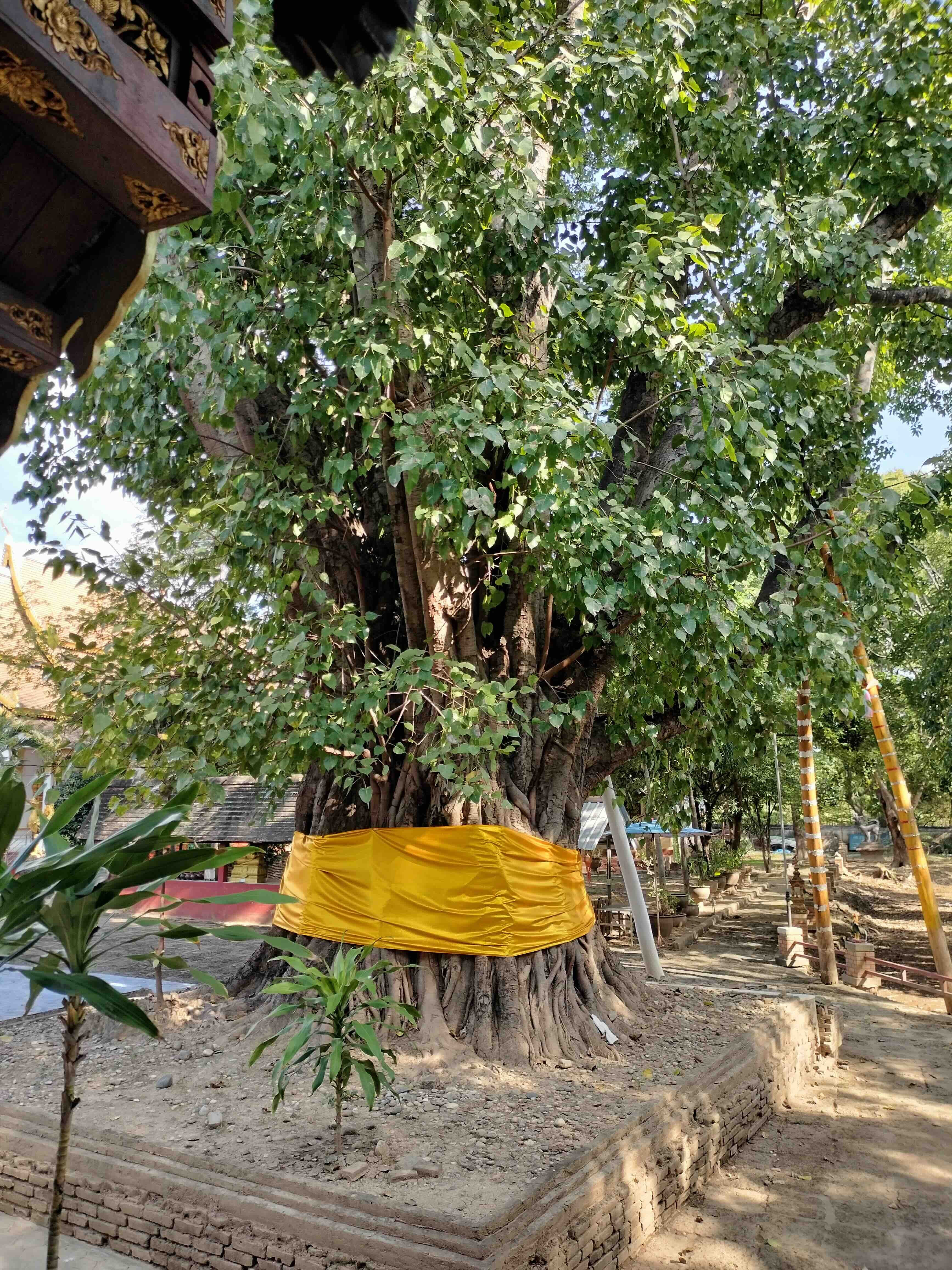 A massive, sprawling Bodhi tree (Ficus religiosa) located at Wat Chet Yot temple in Chiang Mai. The tree's heavy lower branches are held up by dozens of golden-painted wooden props (mai kham), forming a protective perimeter around a white masonry base adorned with Buddhist prayer flags. The scene is set on a sunny, brick-paved courtyard.