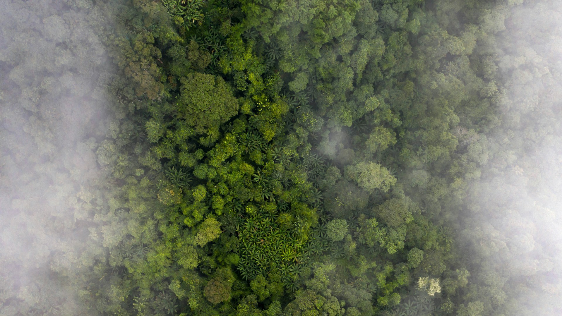  Top Down of Lush Tropical Forest surrounded by Clouds