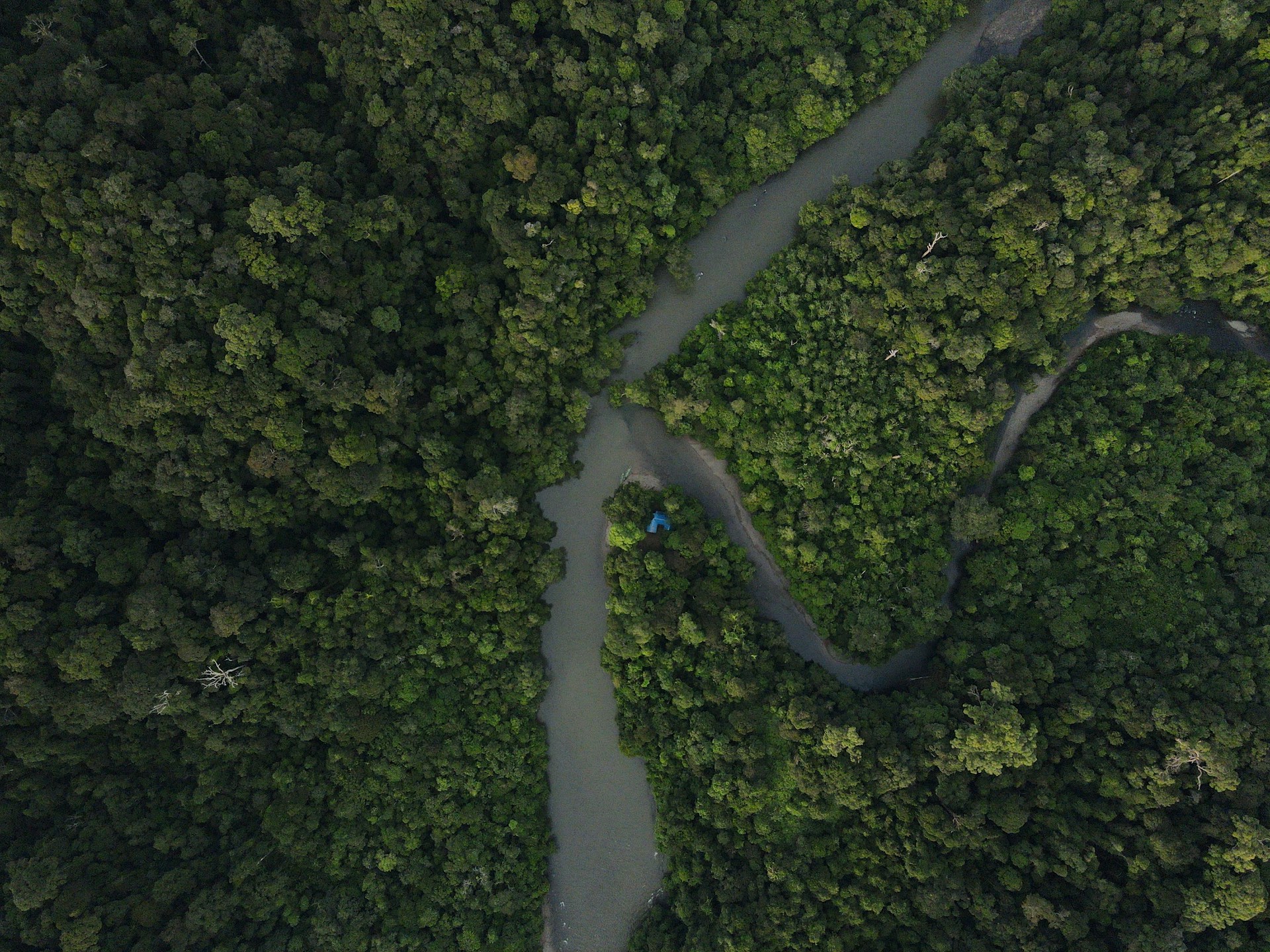 forest jungle forest background jungle background hutan land plant river indonesia outdoors aerial view vegetation woodland