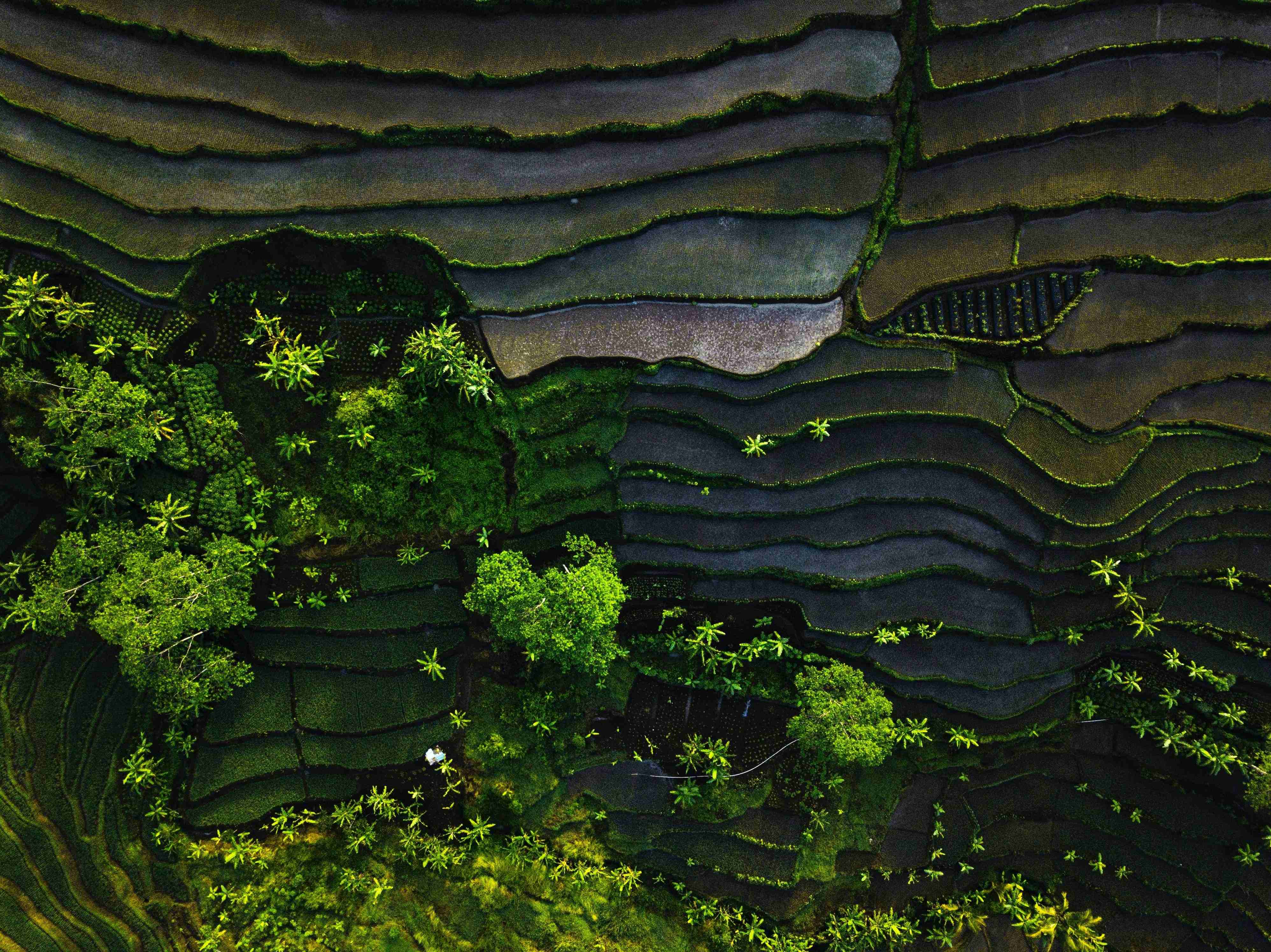 Aerial top-down view of lush green terraced rice paddies in Ubud, Bali, showcasing the intricate organic patterns of the flooded fields and tropical vegetation.