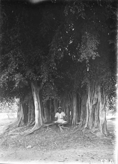 A Javanese man meditating under a Banyan tree. Dutch East Indies, before 1940