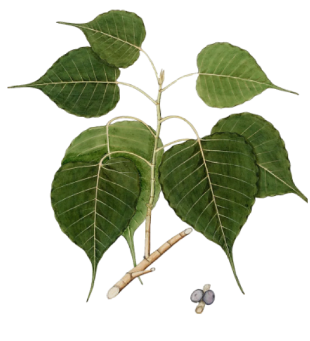 Ficus Religiosa drawing, from a botanic book, XIXth century