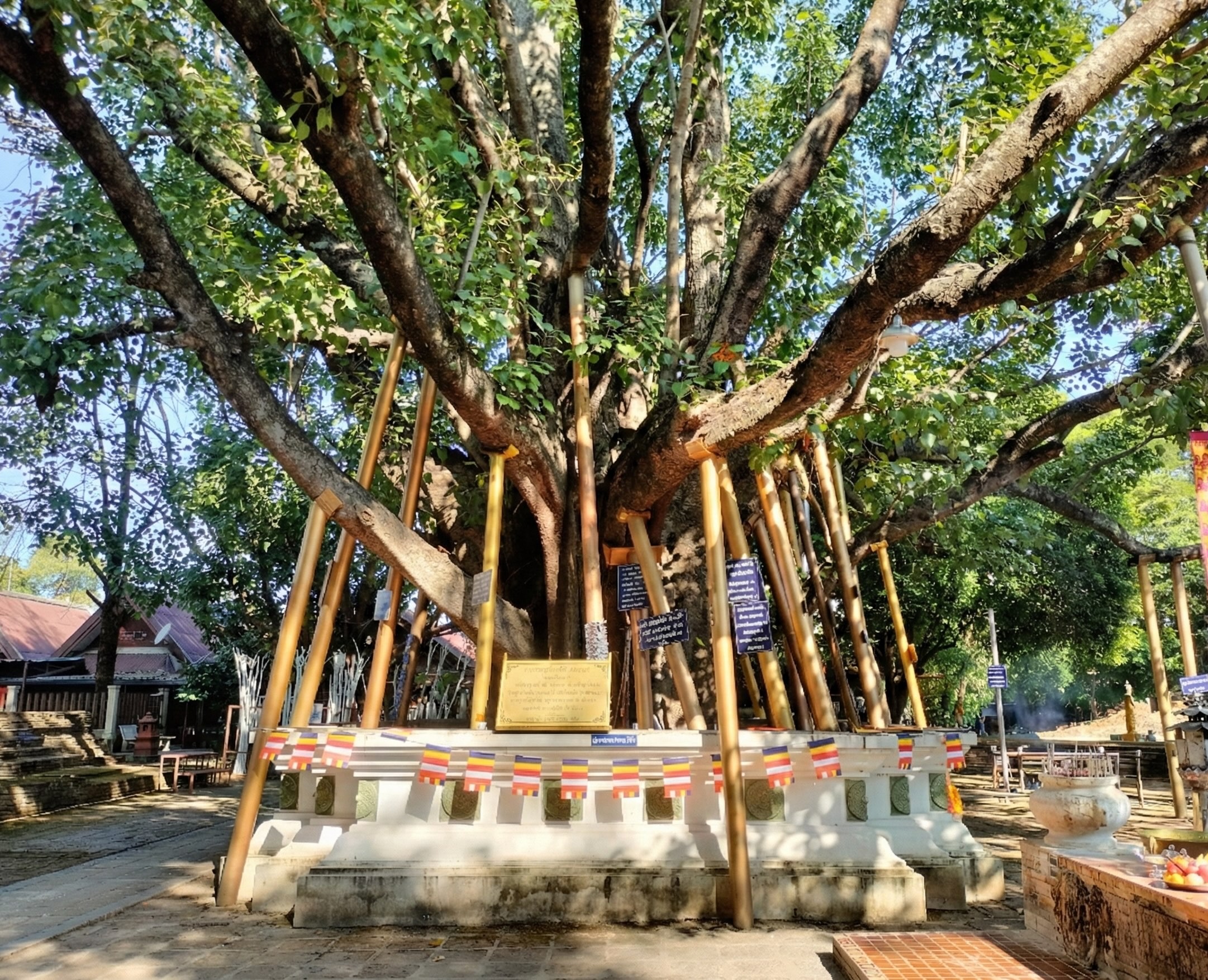 A wide-angle photograph showing the massive, sprawling sacred tree at Wat Chet Yot temple in Chiang Mai, Thailand, completely devoid of people. Numerous golden-painted posts act as supports for the tree's heavy, lower branches, creating a conical structure around the base. A white pedestal adorned with colorful Buddhist flags surrounds the thick, textured trunk. The ground is paved with bricks, and other temple buildings and lush vegetation are visible in the background under a bright sunlit sky.