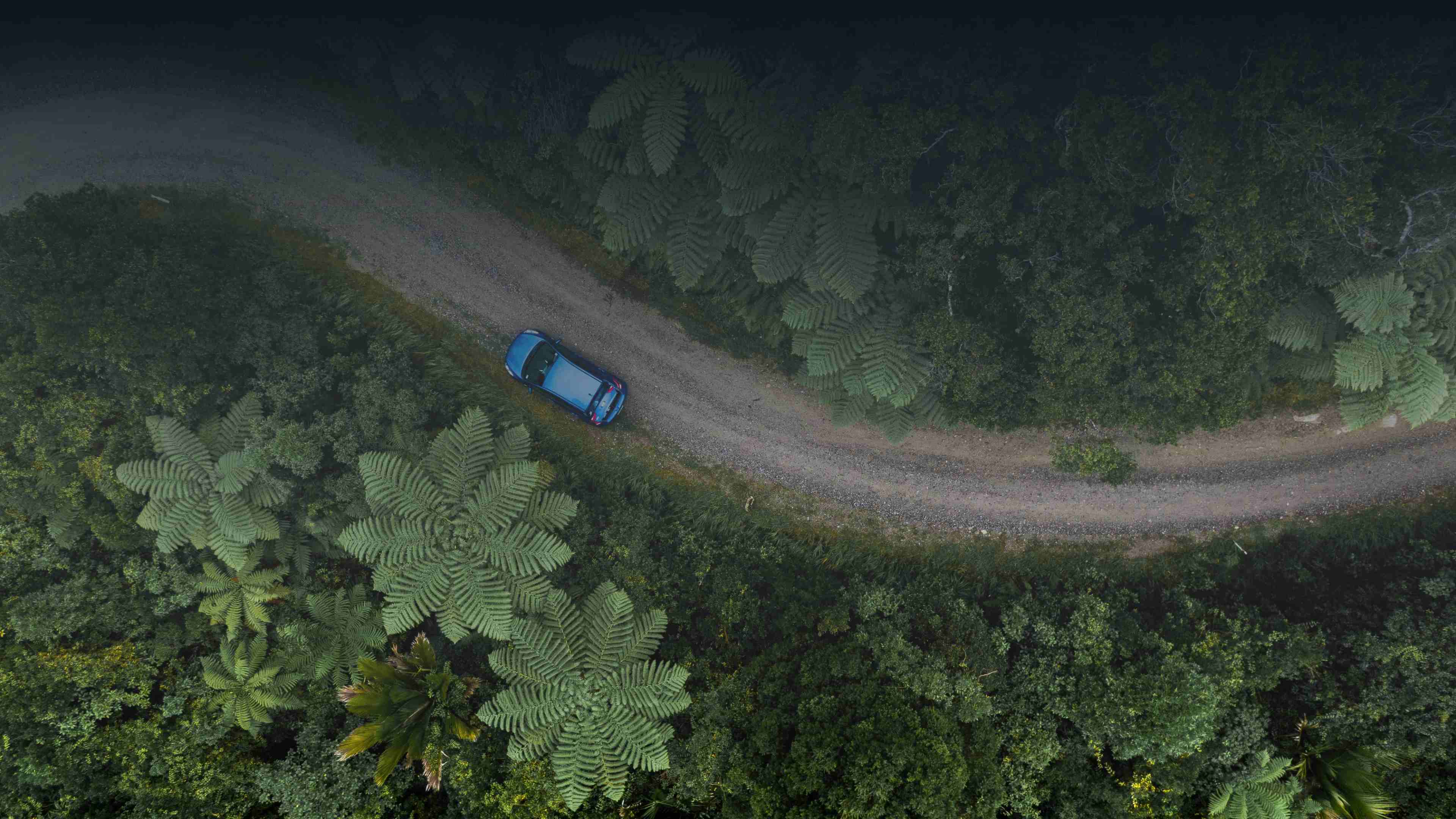 Aerial drone view of a blue car driving on a winding gravel road through a lush green forest filled with large tree ferns. Top-down nature travel photography by Tomáš Malík.