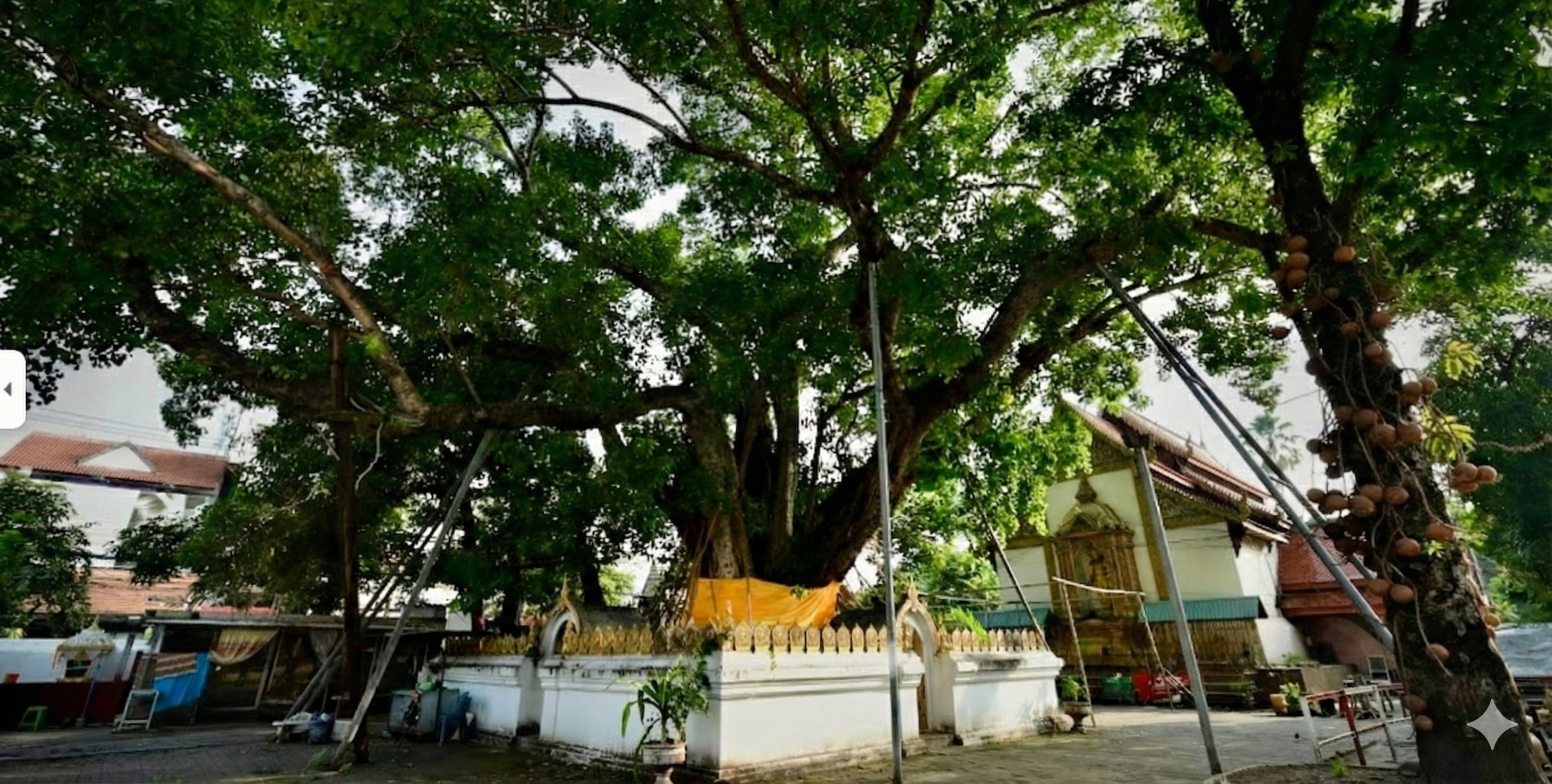 Wide-angle view of an ancient Bodhi tree providing shade over the white walls and golden architecture of Wat Si Koet in Chiang Mai Old City.