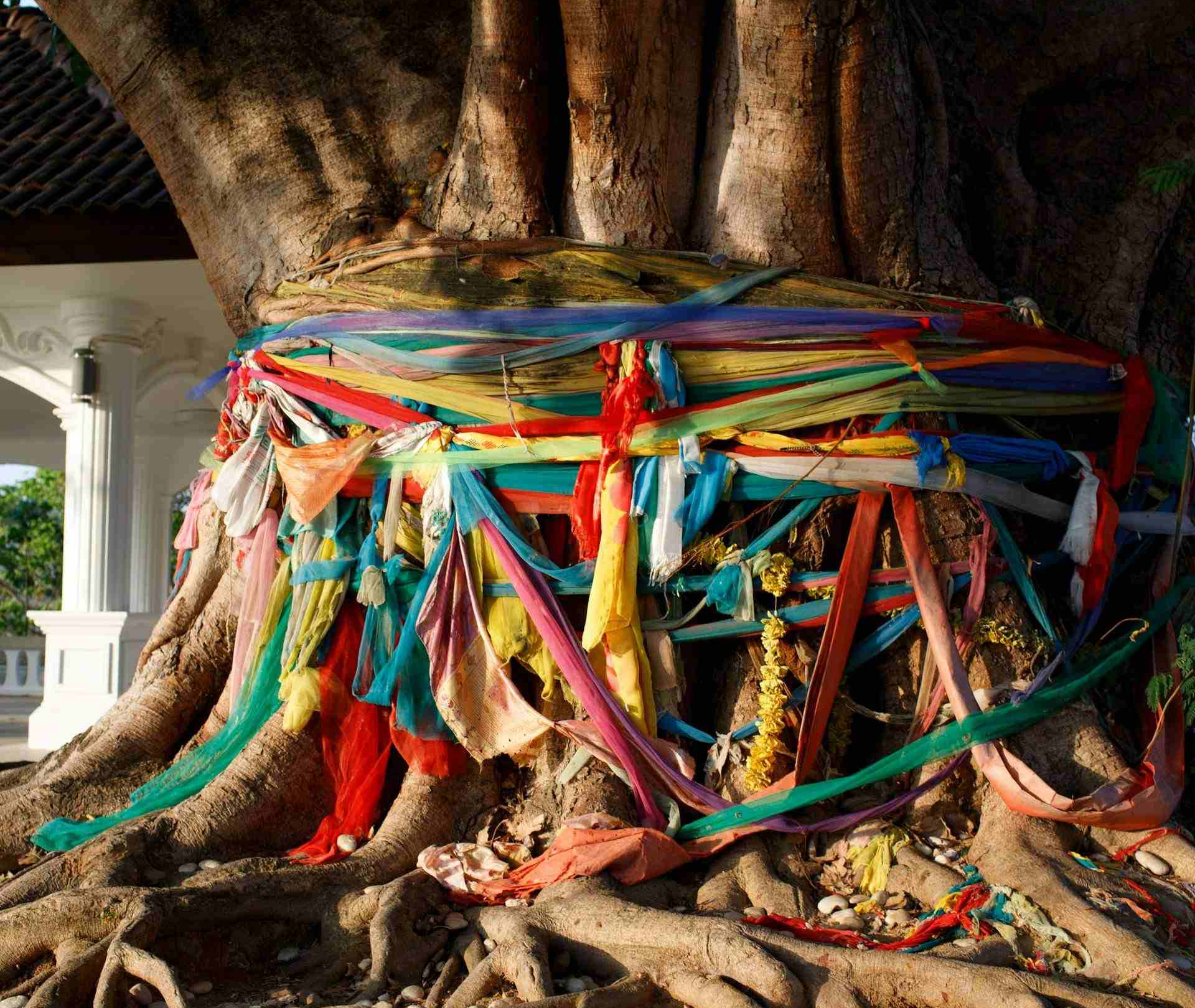 A large sacred Bo-tree with white supports, similar to the subject of 'A sacred Bo-tree' by Allan Stewart, stands on a green lawn with a building and red roof in the background under a partly cloudy blue sky. This is a modern photograph, not the antique print from Sri Lanka 1913.