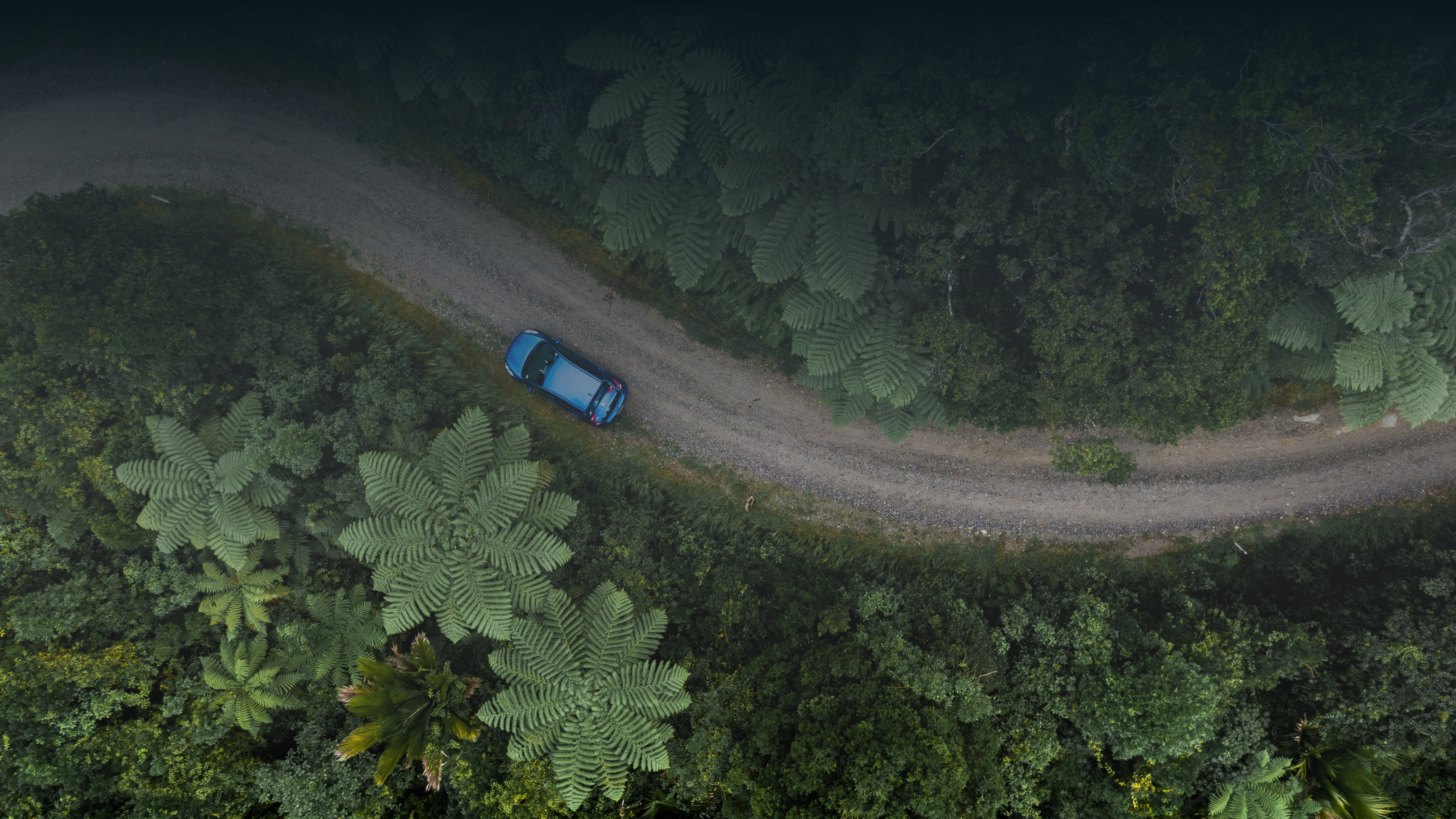 Aerial drone view of a blue car driving on a winding gravel road through a lush green forest filled with large tree ferns. Top-down nature travel photography by Tomáš Malík.