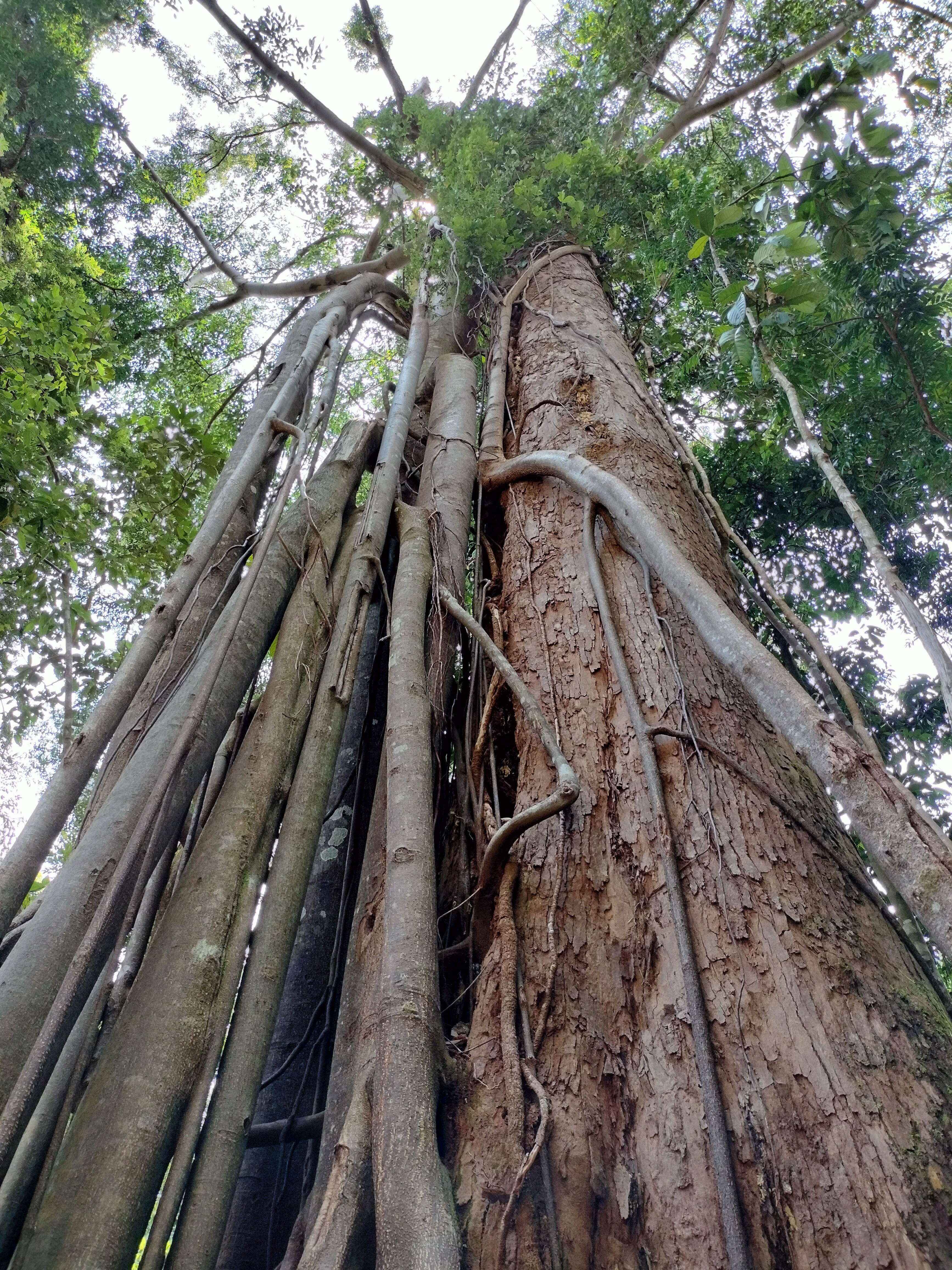 A low-angle photograph looking up a massive rainforest tree. Its large, rough, reddish-brown host trunk is almost entirely encased by the massive network of thick, grey, smooth aerial roots of a mature Strangler Fig (Ficus spp.). These roots fuse and twist, forming a dense lattice that extends upwards towards a dense, green forest canopy and a bright sky. The vertical perspective emphasizes the fig's suffocating hold and the height of both plants in a dense forest environment.