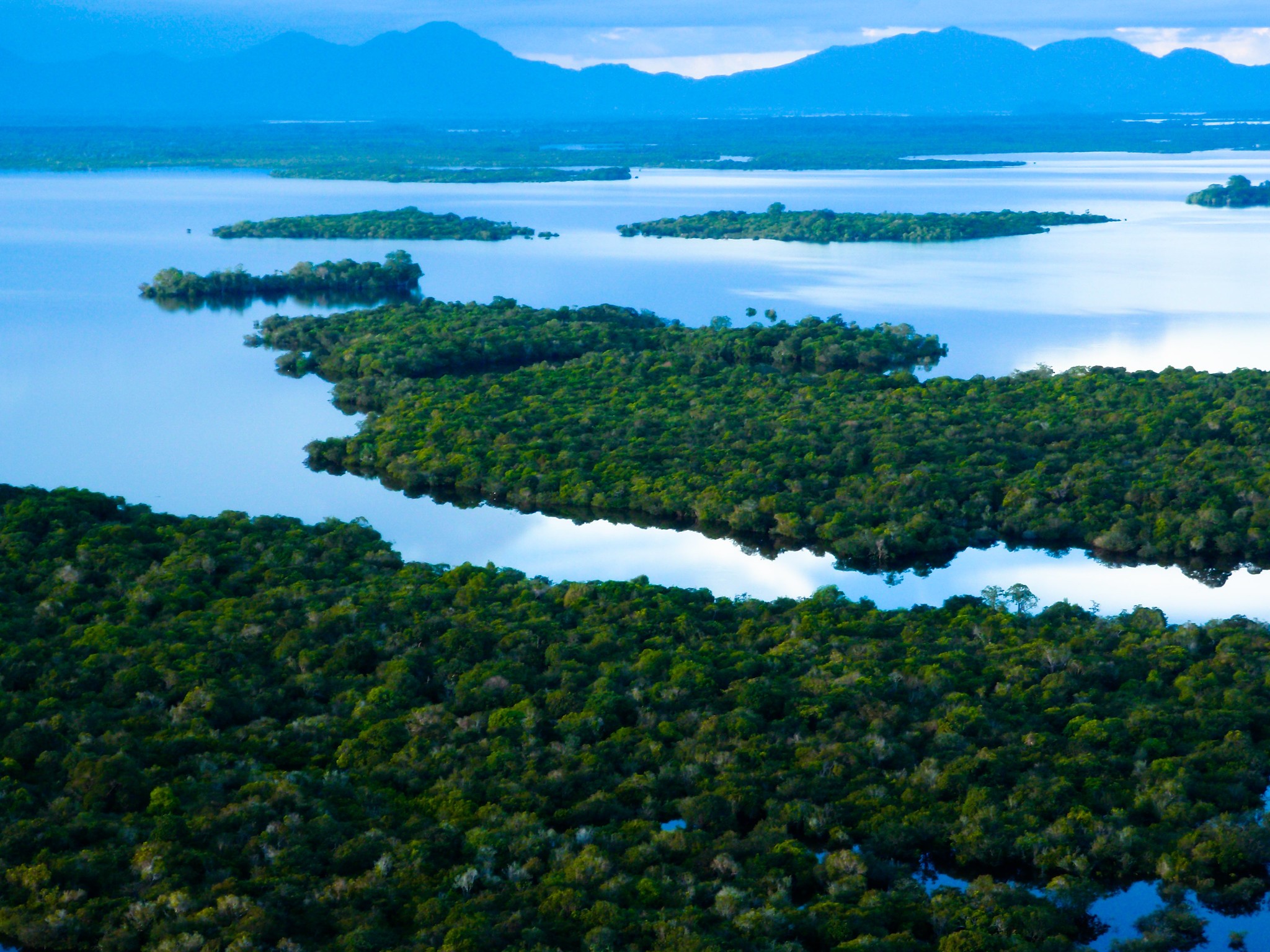 A view of swamp forests in Danau Sentarum National Park view